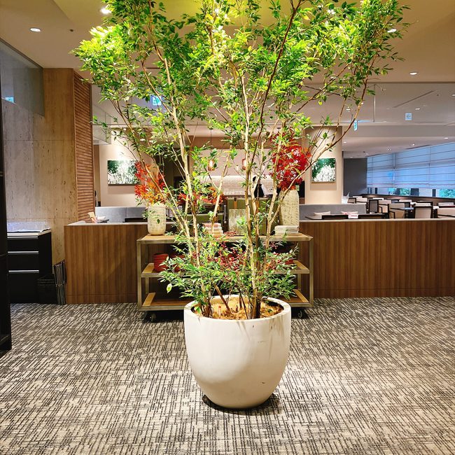 芝パークホテルのレストラン店内。リラックスできる大きなグリーンの植栽が空間を彩っている。